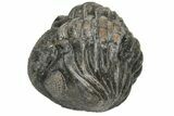 Bargain, Wide, Enrolled Pedinopariops Trilobite #229837-1